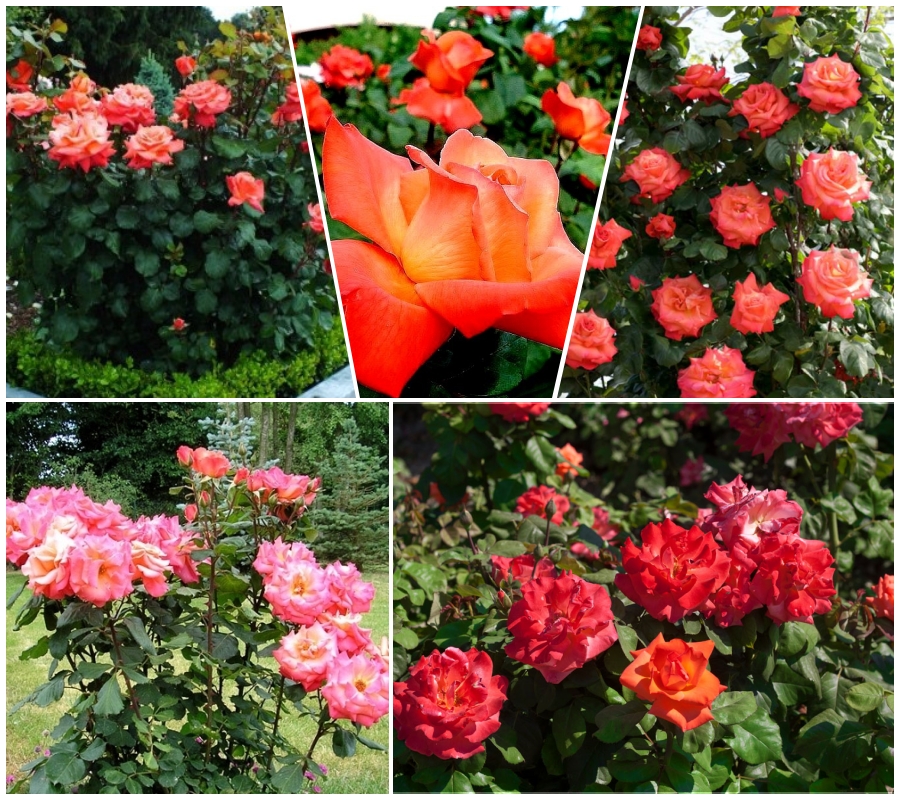 Róża wielkokwiatowa CHRISTOPH COLUMBUS